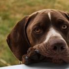 User Profile Photo