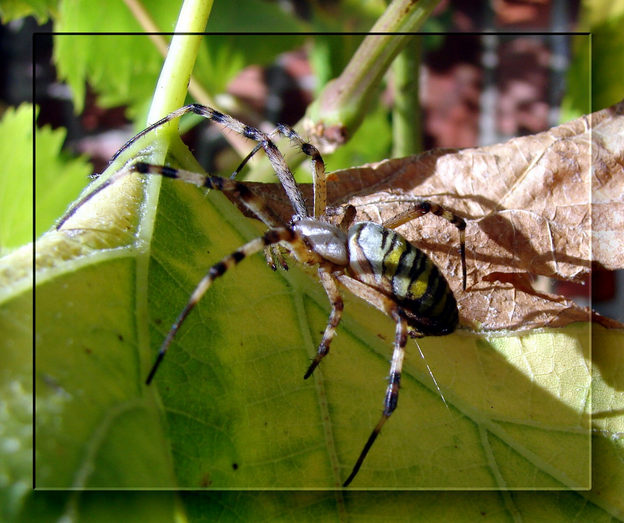 Argiope