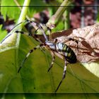 Argiope