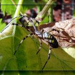 Argiope