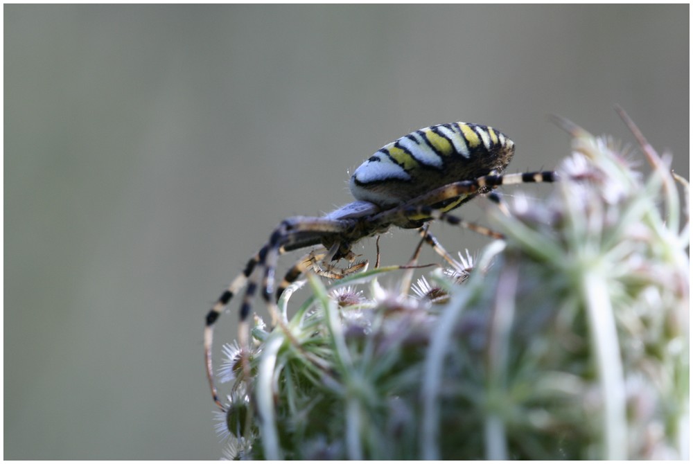 Argiope 2