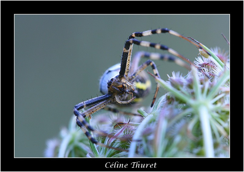 Argiope (2)