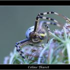 Argiope (2)