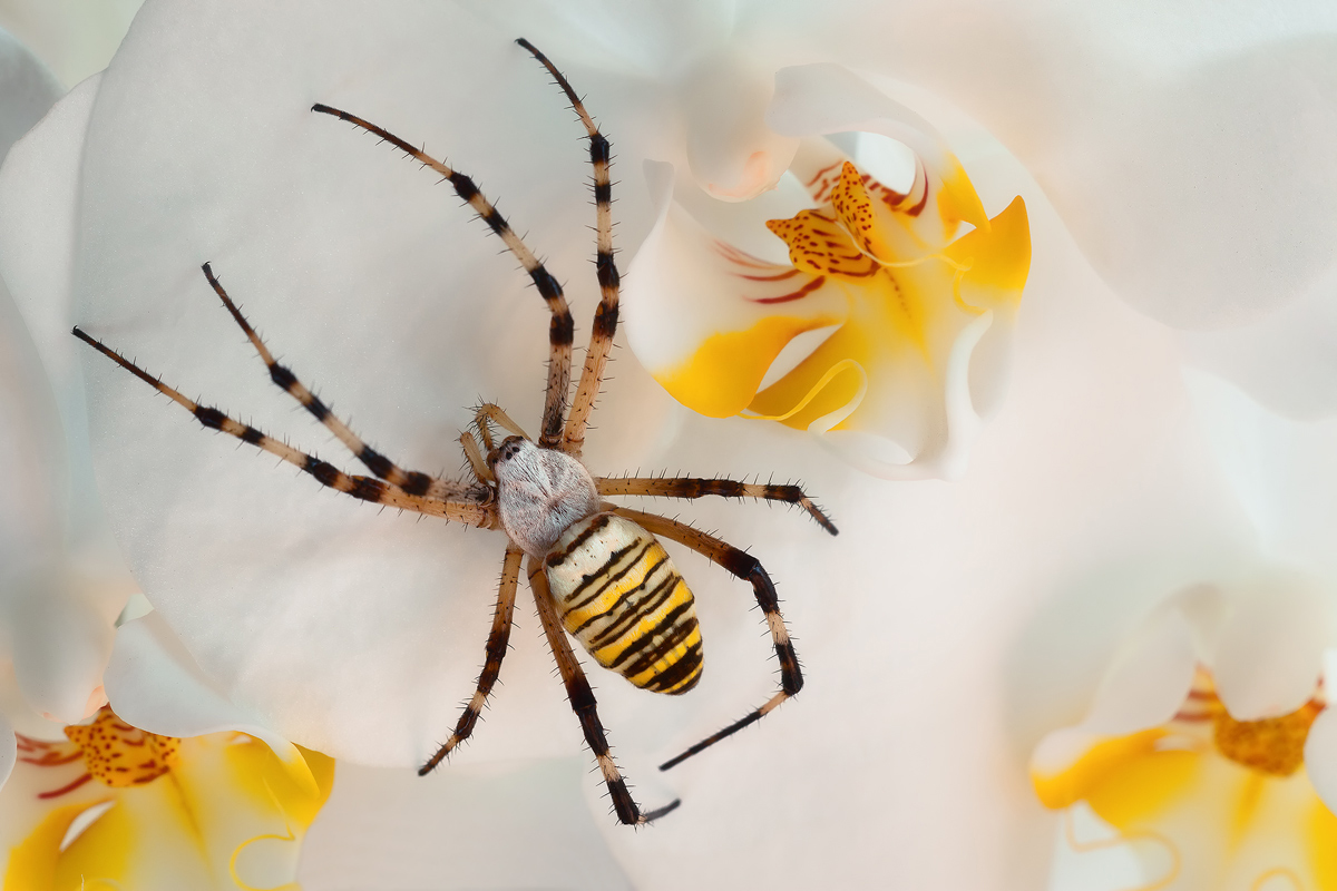 Argiope