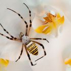 Argiope