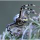 Argiope