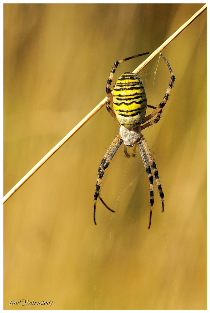 ... argiope ...