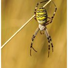 ... argiope ...