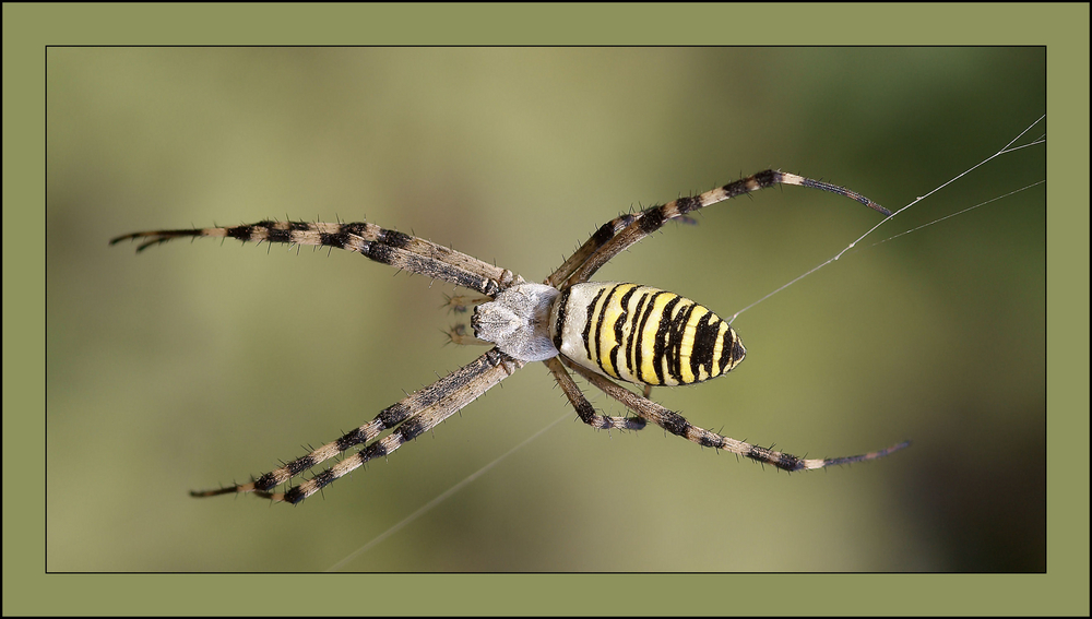 Argiope