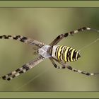 Argiope