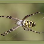 Argiope