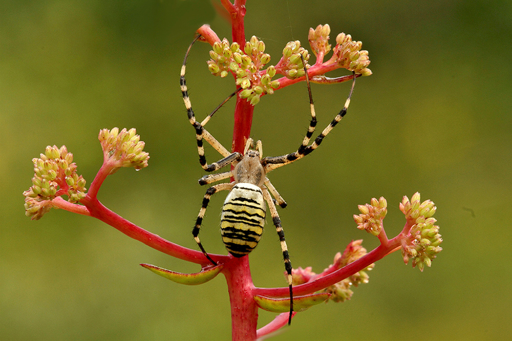 Argiope