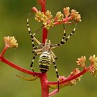 Argiope