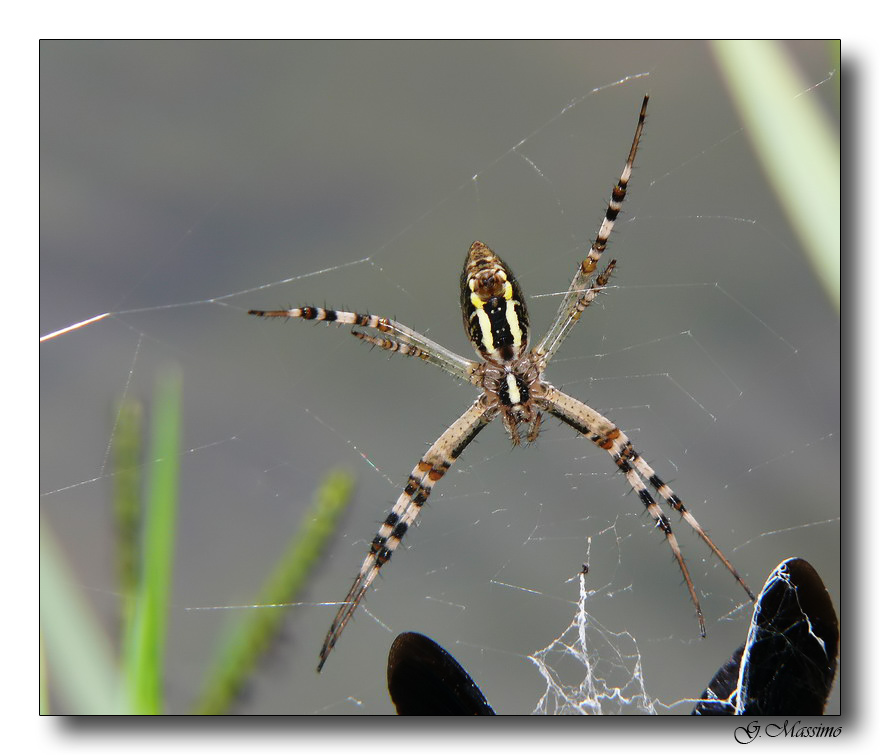 Argiope