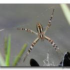 Argiope