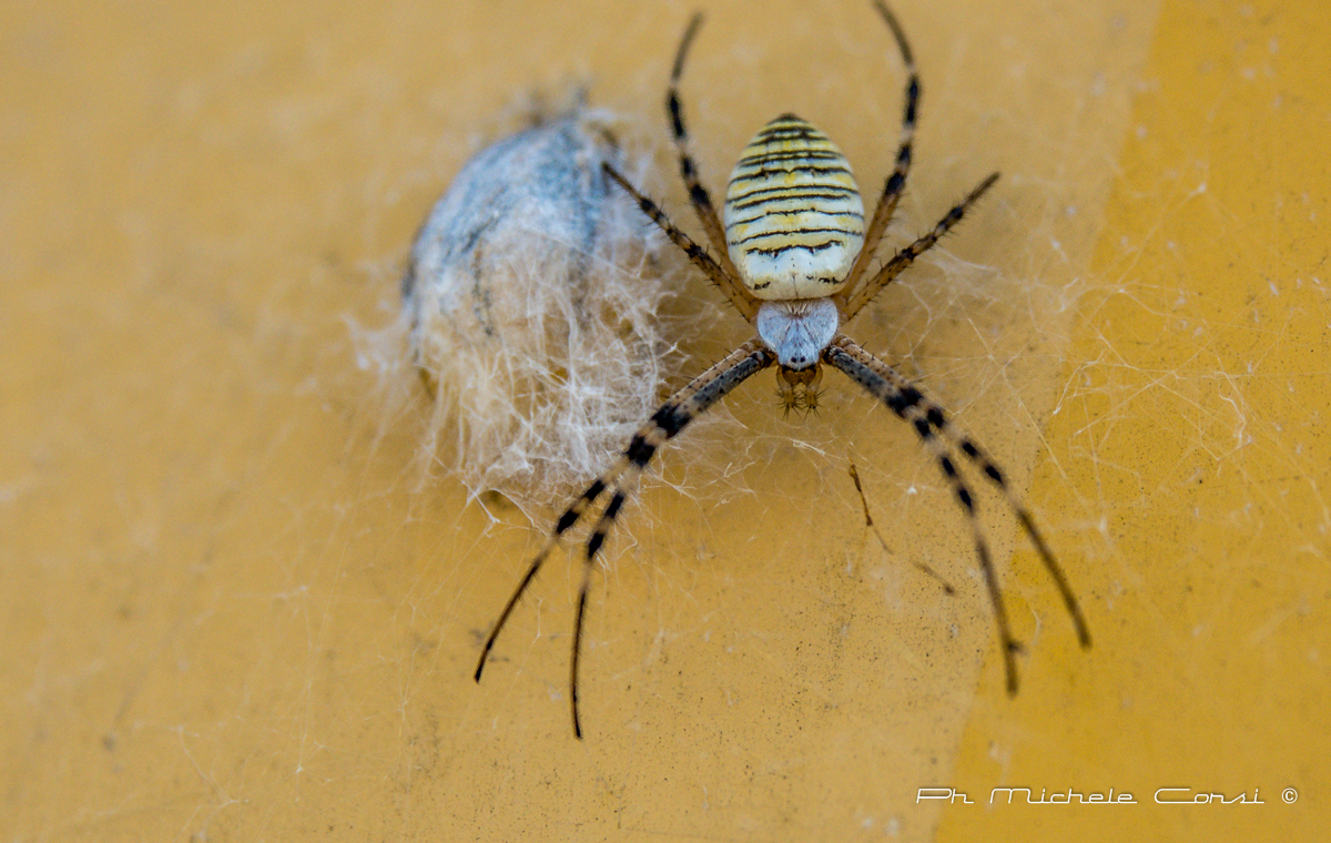 Argiope