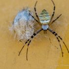 Argiope