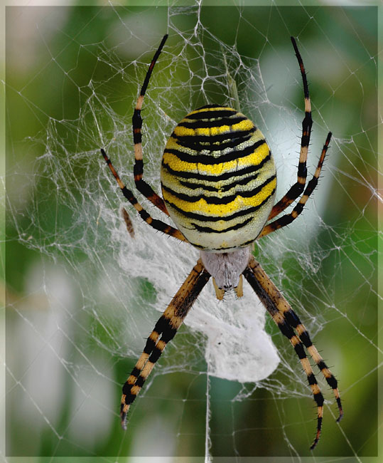 Argiope