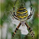 Argiope