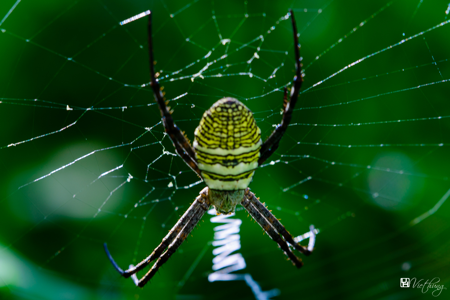 Argiope aemula!