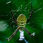 Argiope aemula!