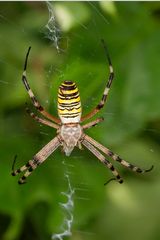 Argiope