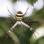 Argiope anasuja