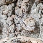 argiope anasuja - spinne in ta prohm......