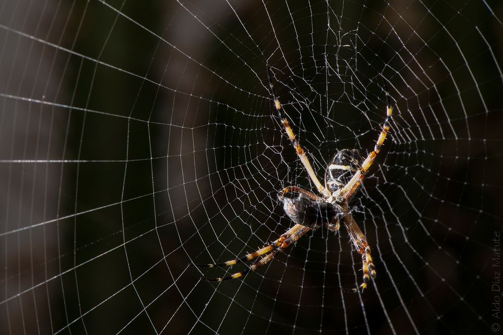 Argiope argentata