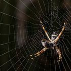 Argiope argentata