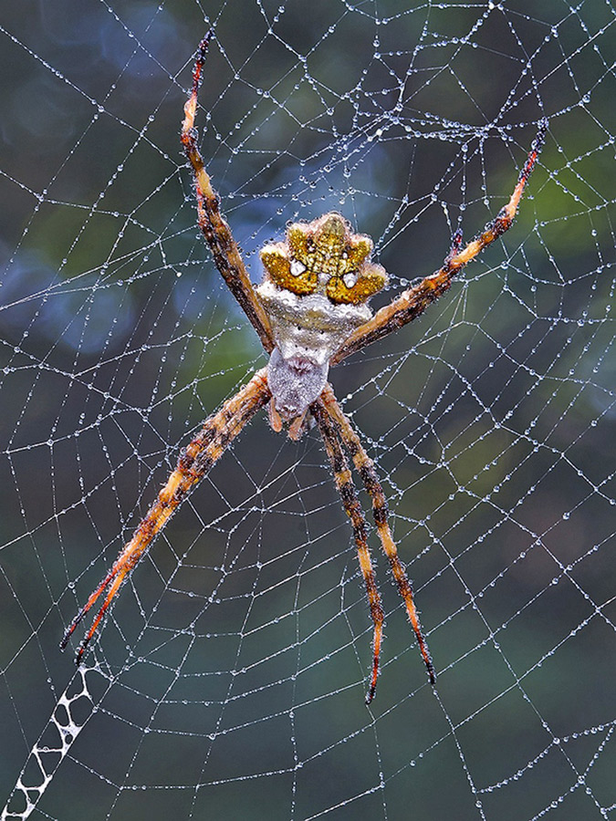 Argiope argentata