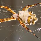 Argiope Argentata