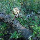 Argiope aurantia (black and yellow garden spider) Old Sony Digital (1.3 mp)