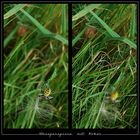 Argiope bruen