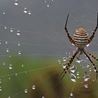 Argiope Bruenchini