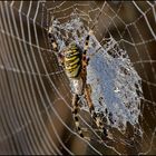 Argiope Bruenichi....