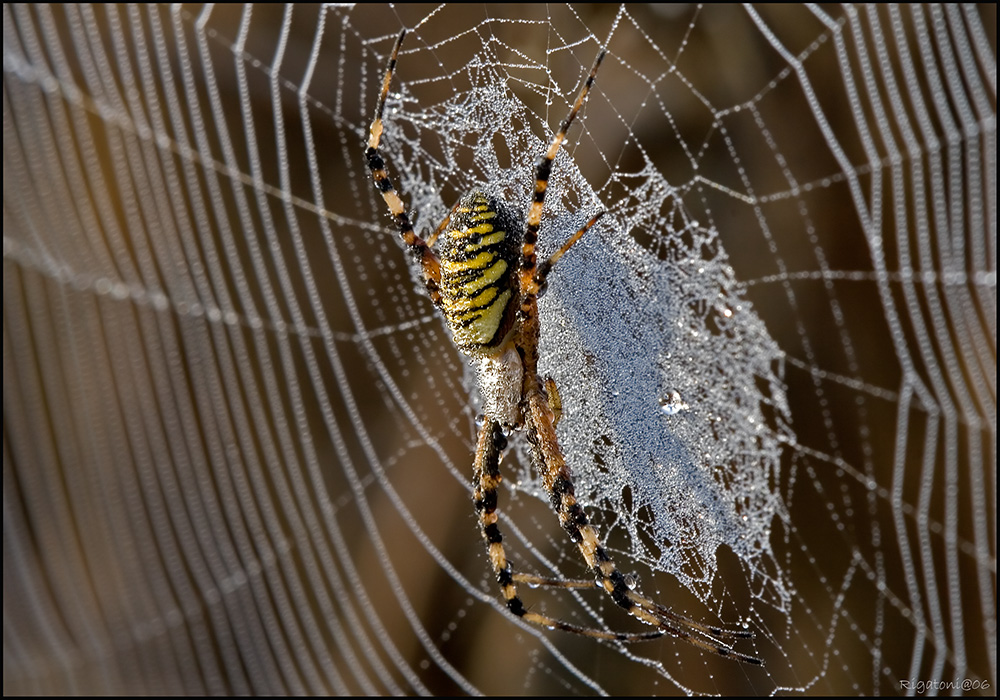 Argiope Bruenichi....