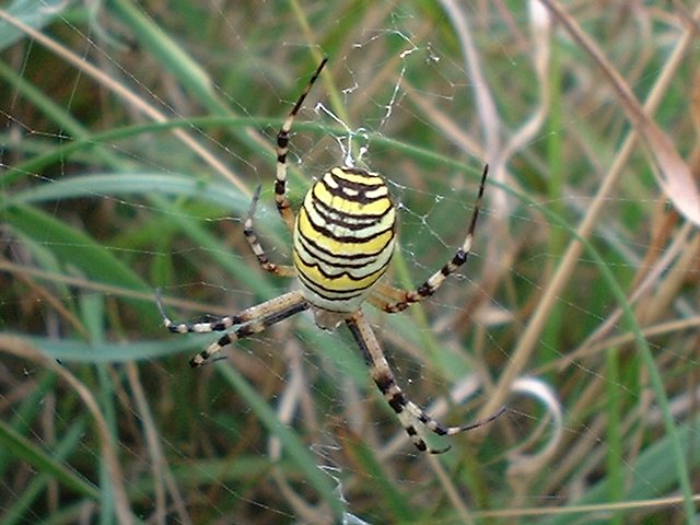 Argiope bruenichi