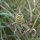 Argiope bruenichi