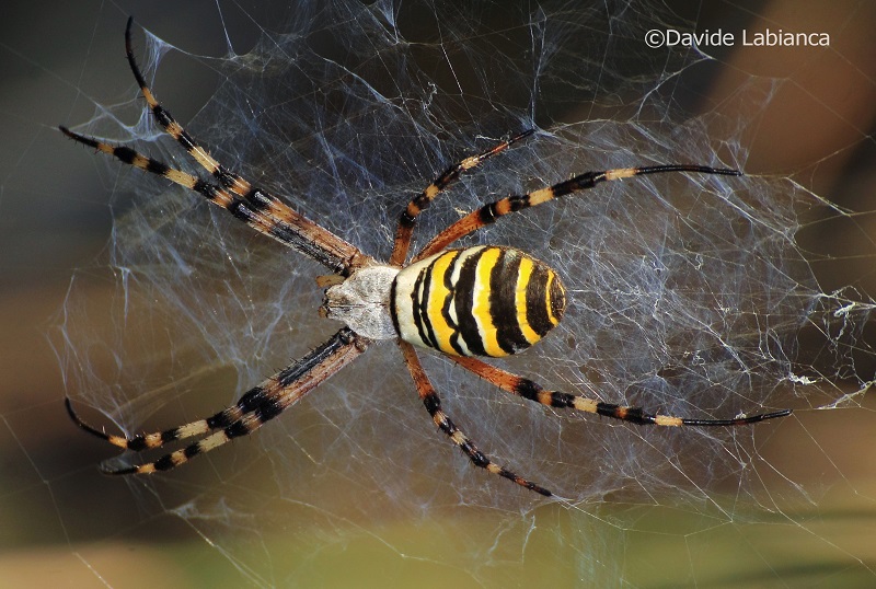 Argiope bruennechi