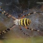 Argiope bruennechi