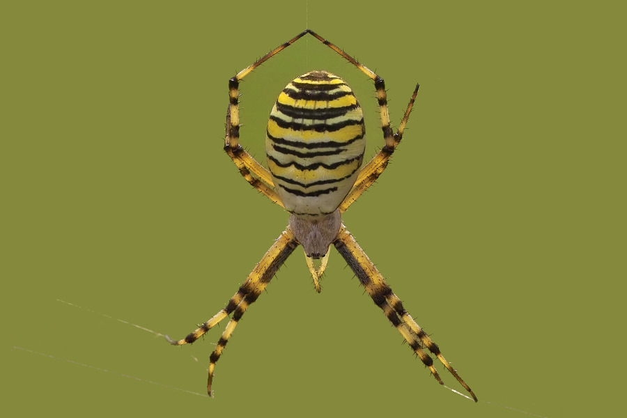 Argiope bruennichi