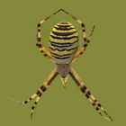 Argiope bruennichi