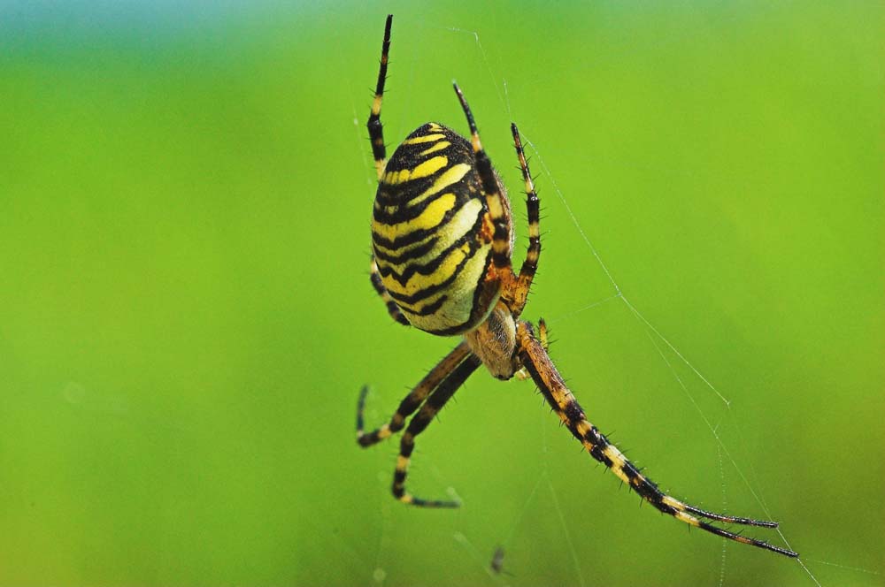 Argiope Bruennichi