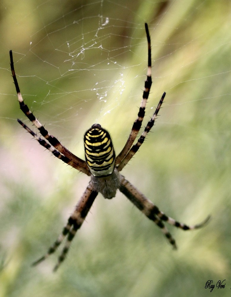 Argiope bruennichi 1