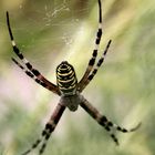 Argiope bruennichi 1