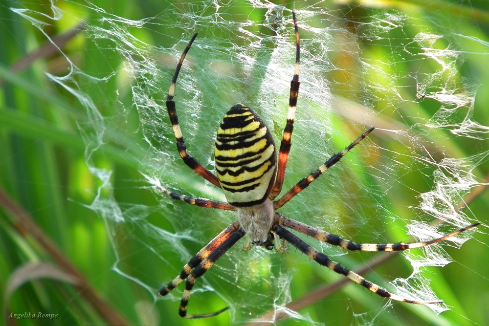 Argiope bruennichi