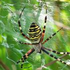 Argiope bruennichi