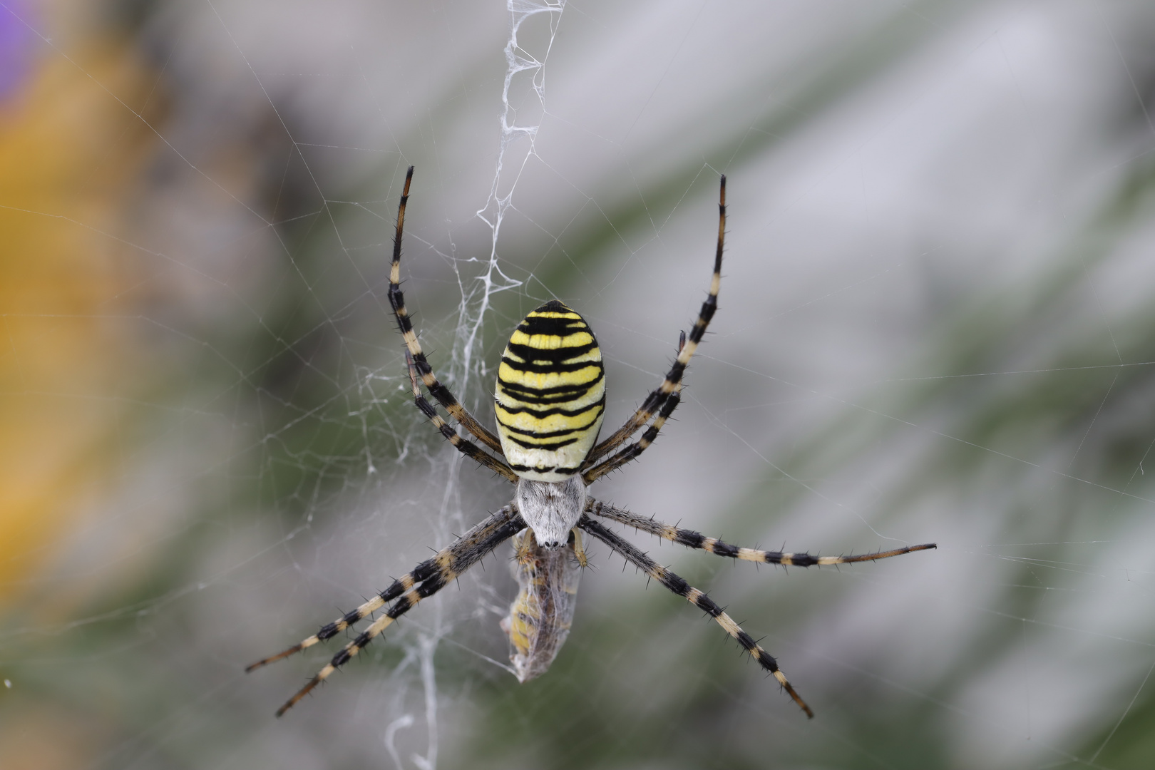 Argiope bruennichi