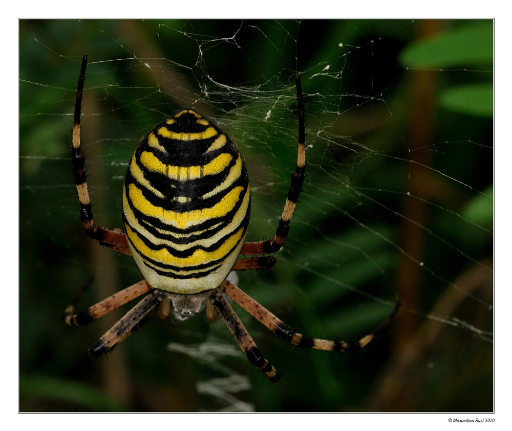 Argiope bruennichi